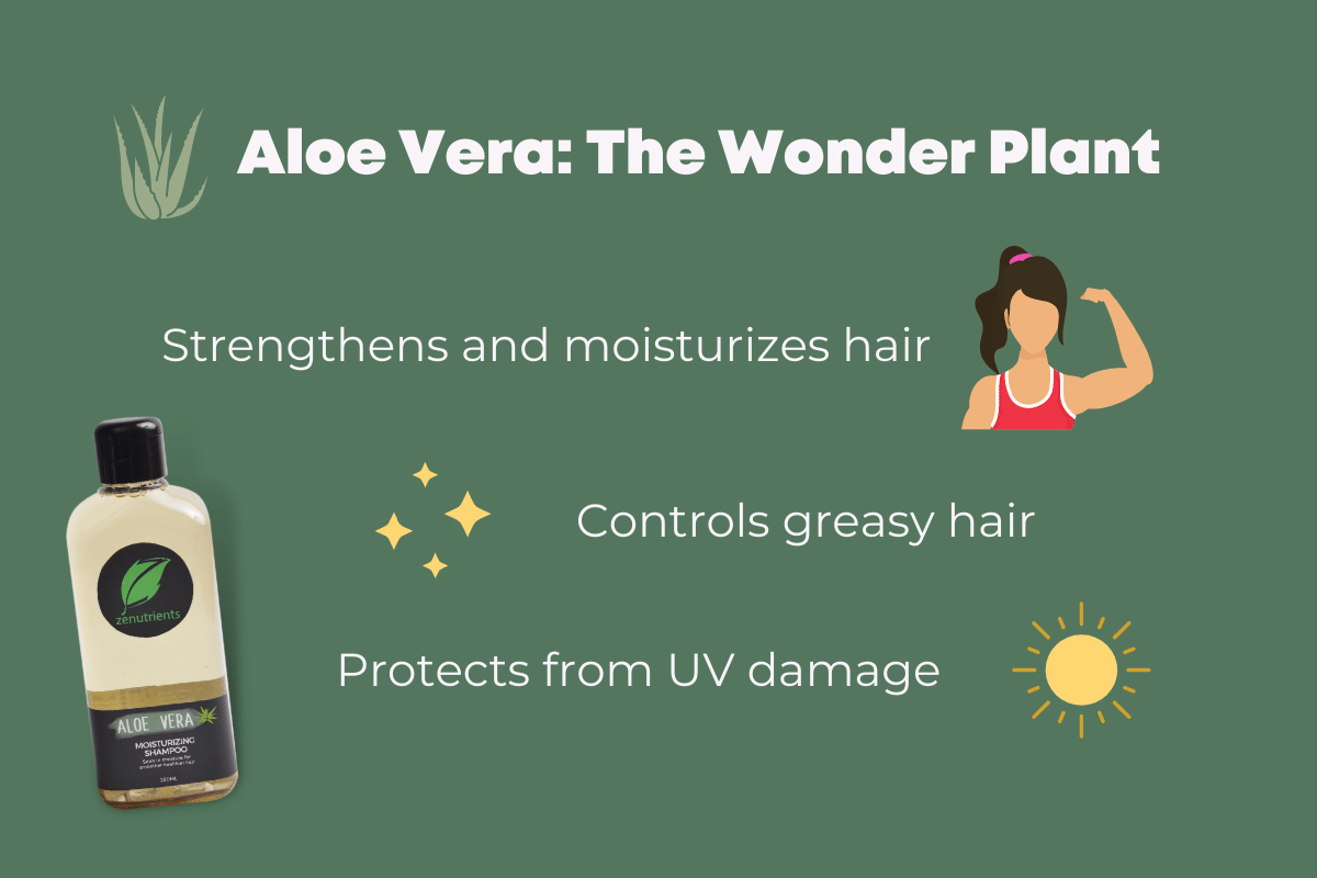 Aloe Vera has many uses and is often called The Wonder Plant. It strengthens and conditions hair, controls greasy hair, and protects from UV damage